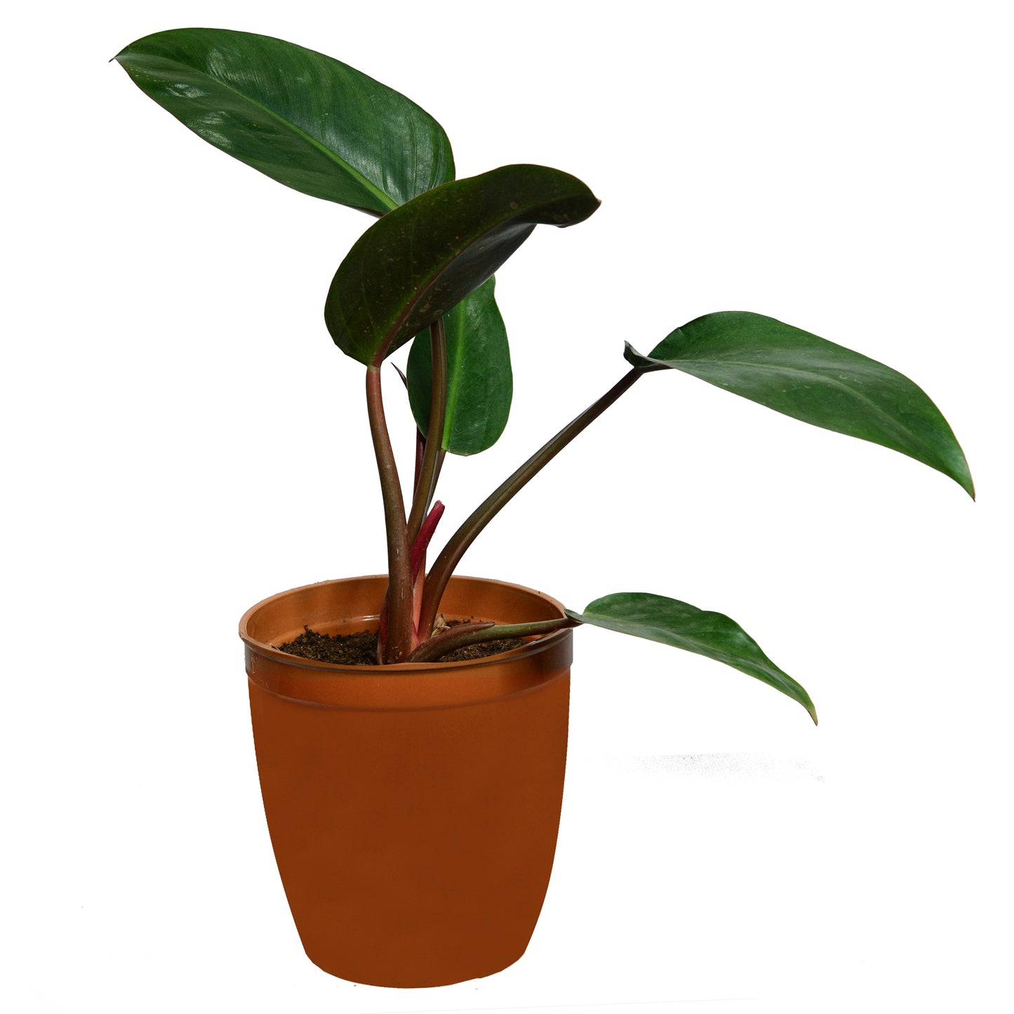 Philodendron Black Cardinal (Black Philodendron)