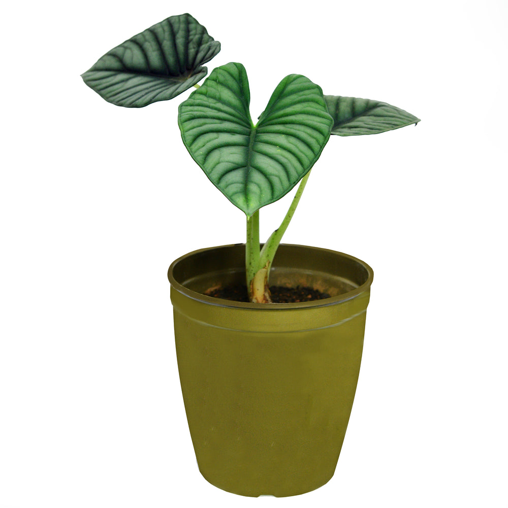 Upavana - Your One-Stop-Shop for all things nature!