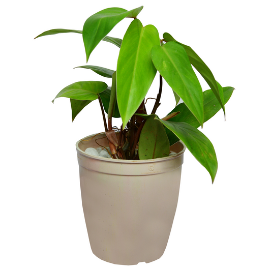 Philodendron Emerald Green ( Philodendron Emerald Green )