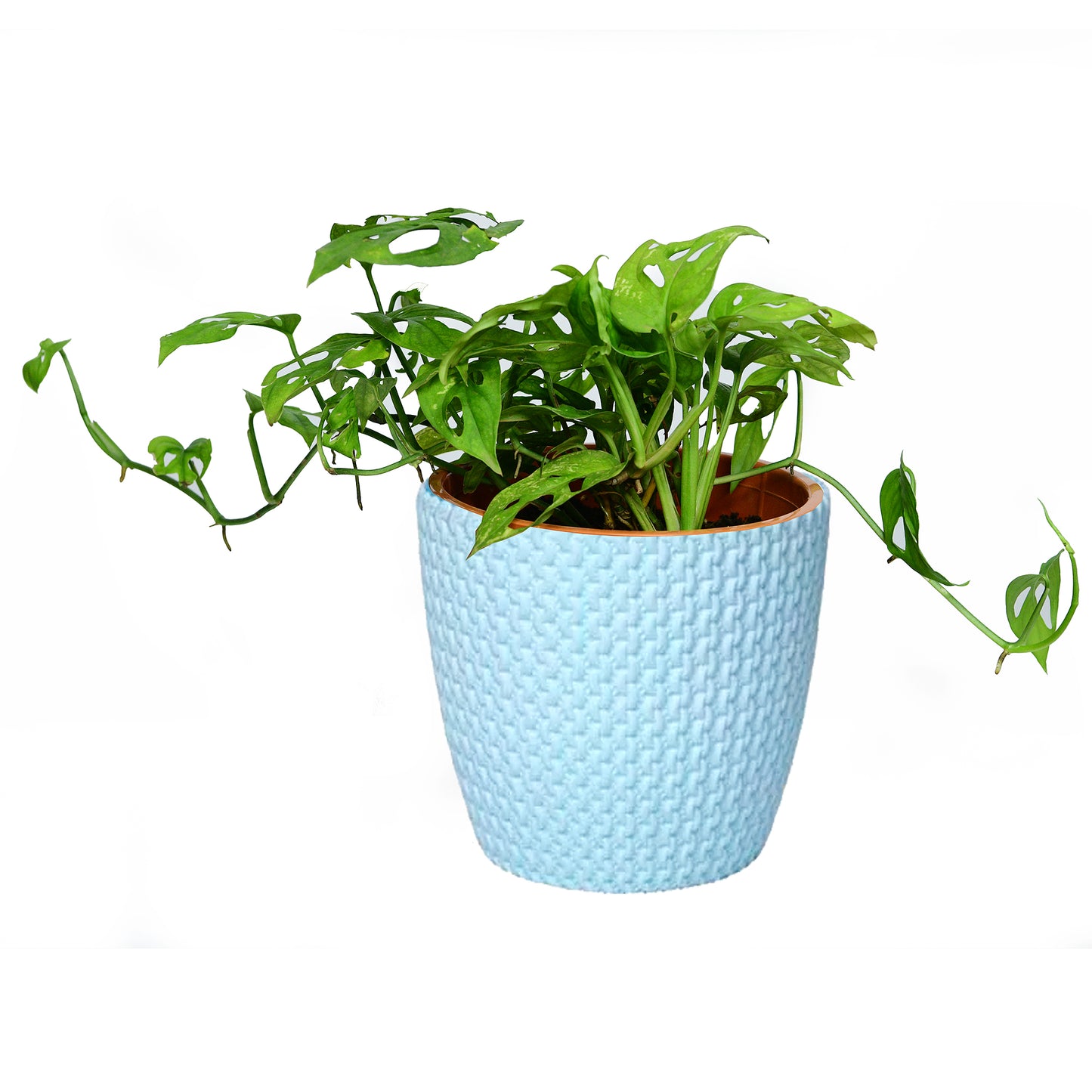 philodendron broken heart Philodendron Broken Heart (Broken Heart leaf plant) – Upavana