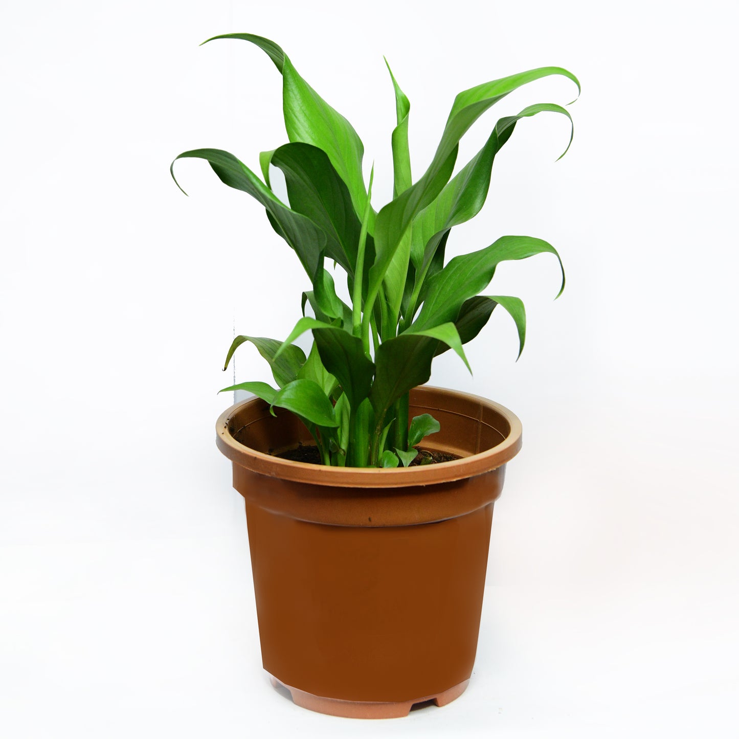 Peace Lily (Spathiphyllum)