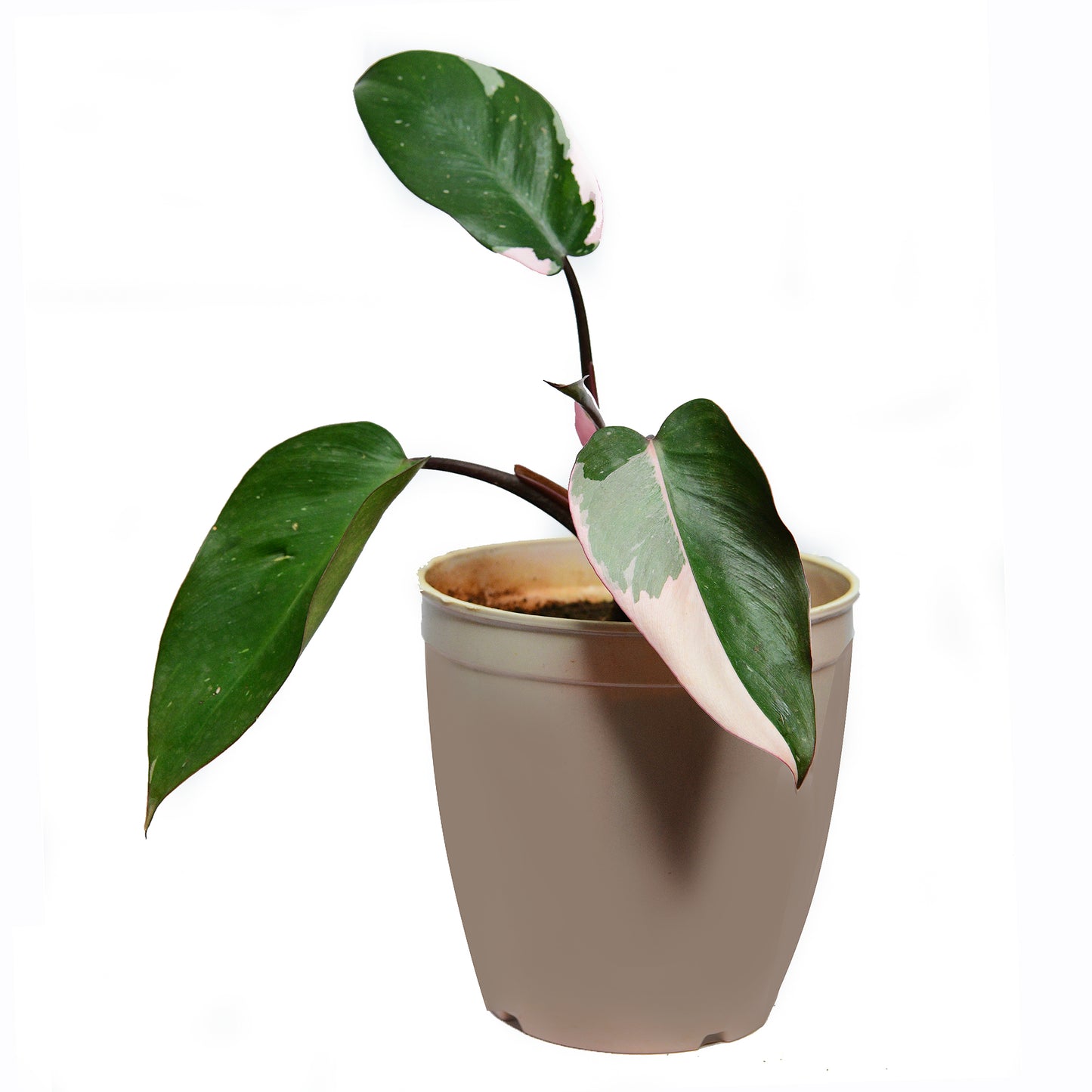 Philodendron Pink Princess ( Philodendron  erubescens "Pink Princess")