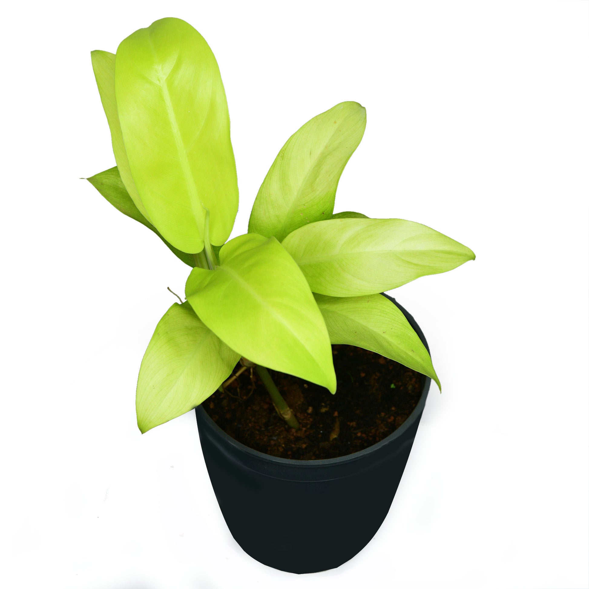philodendron ceylon golden Philodendron Ceylon Gold (Philodendron Ceylon Golden) – Upavana