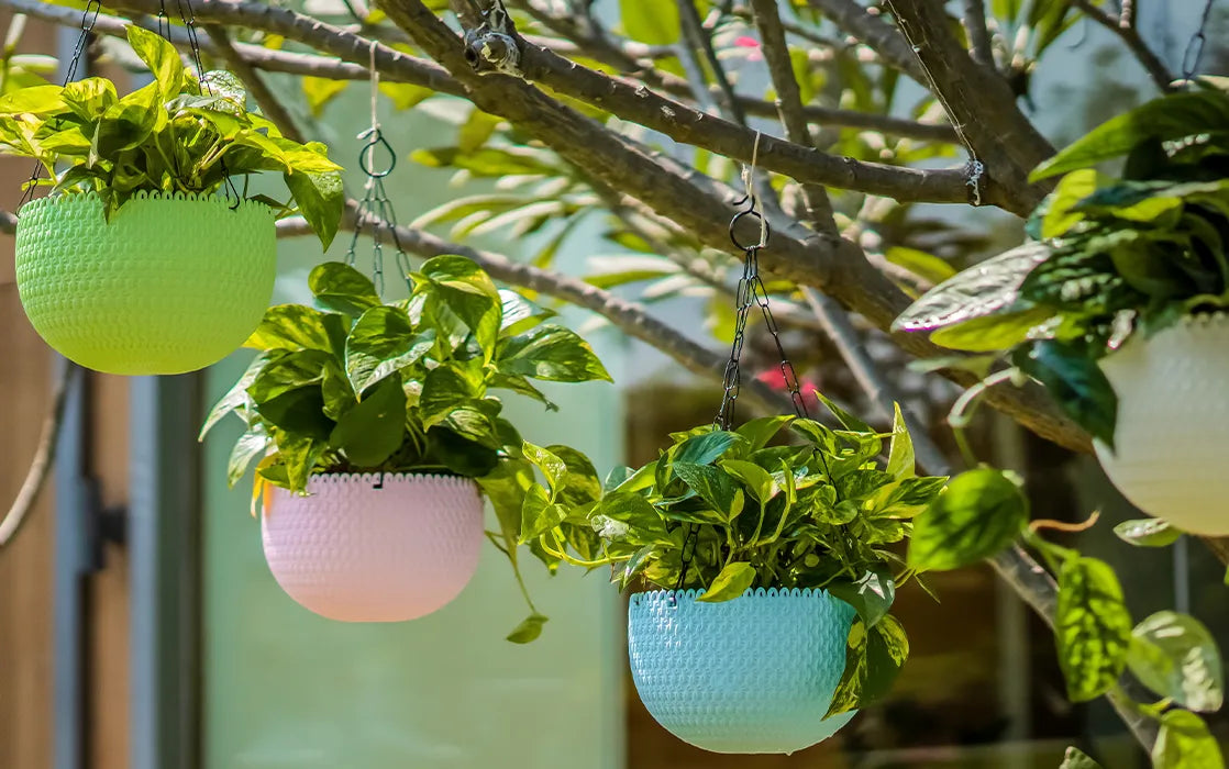 Hanging Capri Planter