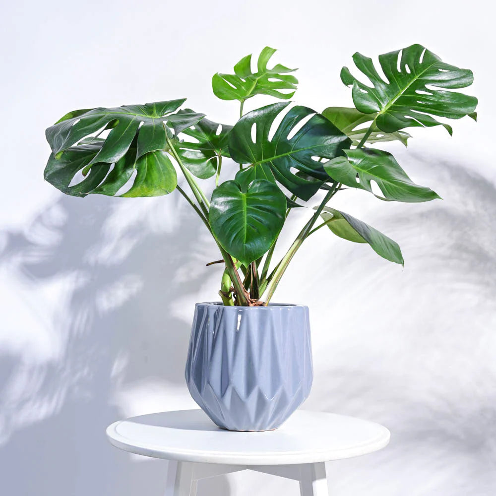 Peracles Pot Precious Horcrux Ceramic Pot – Upavana