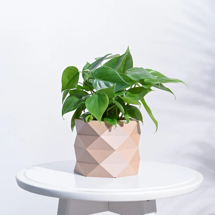 Prism Wooden Planter