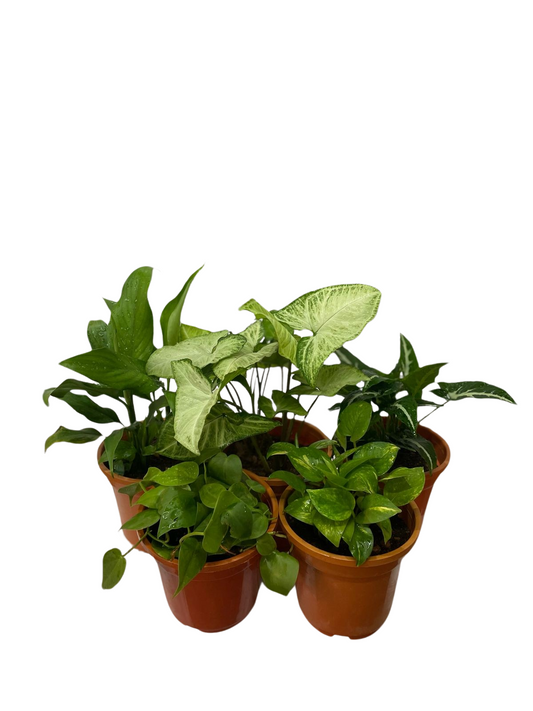 AIR PURIFYING PLANTS