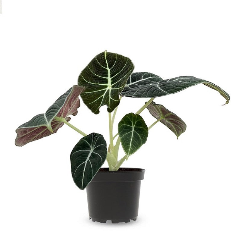 Black Velvet Alocasia, ( Alocasia reginula)