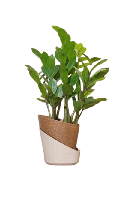 Atlantis Eco Planter