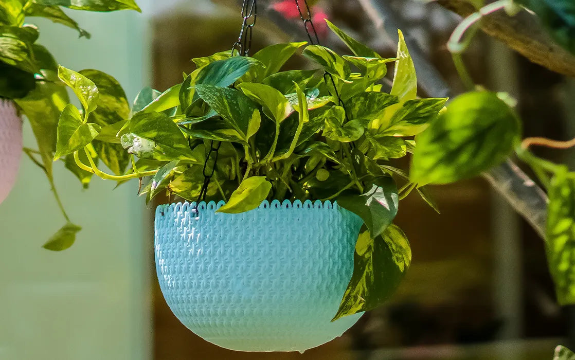 Hanging Capri Planter